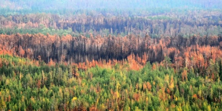 Ein Blick auf die Bäume der russischen Taiga.