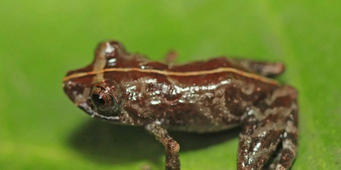 Ein Frosch. (Symbolbild) Frosch