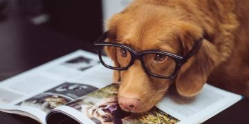 Hund mit Brille