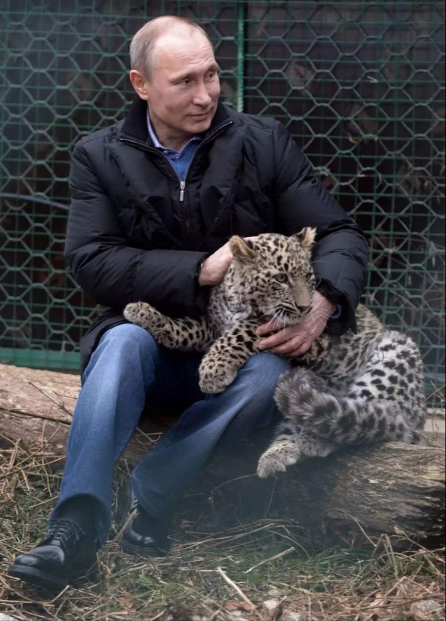 ... mit einer etwas grösseren Katze (ein Leopard, um genau zu sein)...