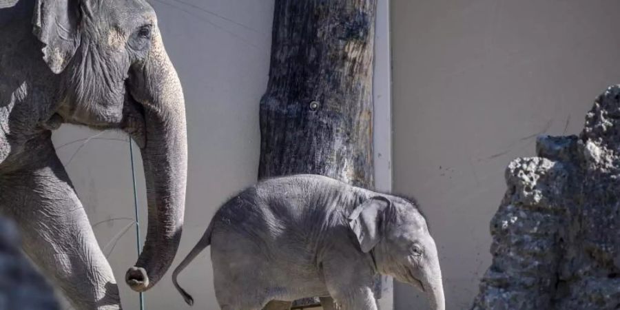 Der fast fünf Monate alte Asiatische Elefantenbulle Otto im Tierpark Hellabrunn. Foto: Lennart Preiss/Lennart Preiss Fotografie/dpa