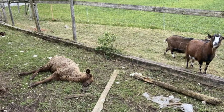 Auf dem Grundstück des Mannes in Oftringen AG wurden im Februar 2020 etliche tote Tiere aufgefunden. Die Probleme des Tierhalters waren den Behörden bekannt. (Archivbild)