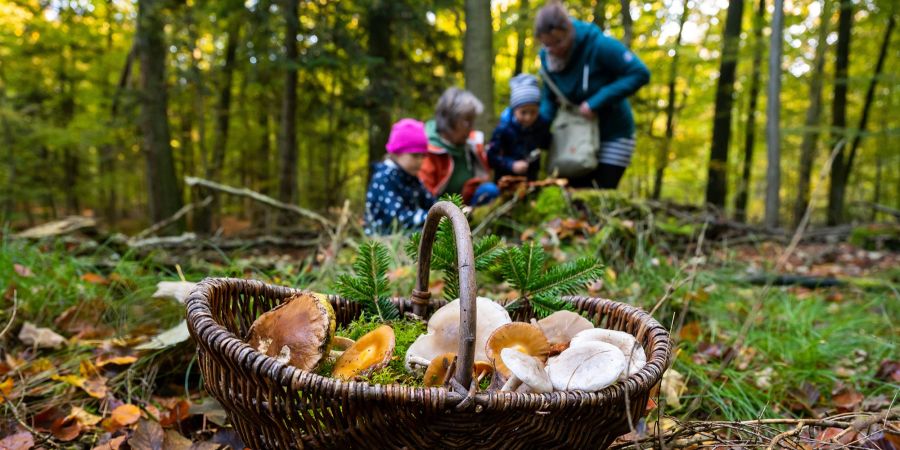 Korb Pilze Laub Herbst Wald Frau Kinder