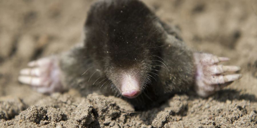 Auch Maulwürfe waren zuletzt die «Tiere des Jahres».