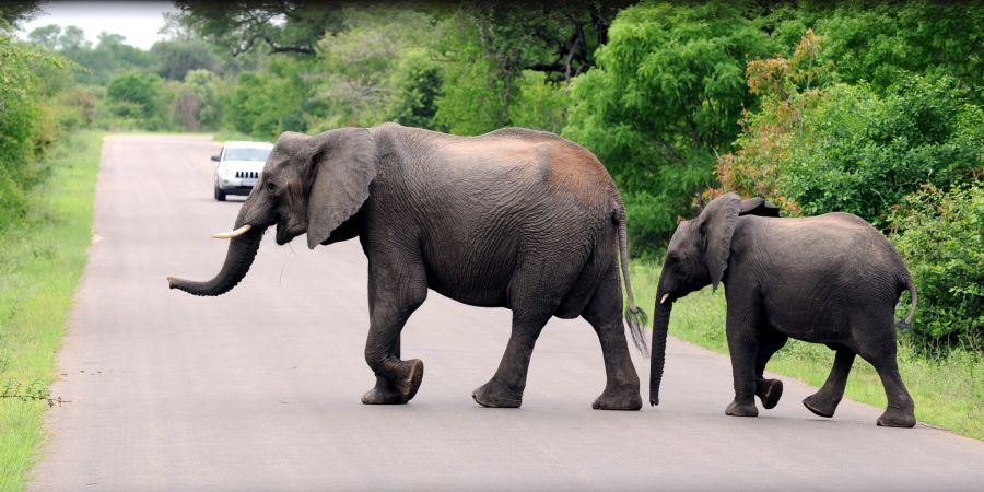 Im Kruger-Nationalpark in der Provinz Mpumalanga in Südafrika ist ein deutscher Tourist getötet worden.