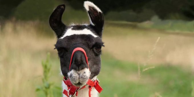 Ein Lama. lama coronavirus