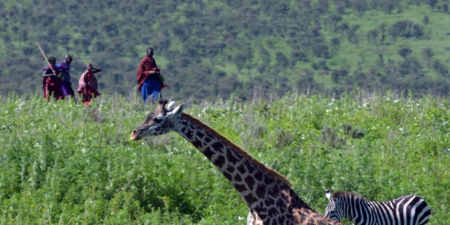 Giraffenweibchen halten in Anwesenheit von Menschen weniger zusammen. Andererseits suchen sie mit ihren Kälbern die Nähe von Siedlungen der Massai, weil die Jungen dort besser vor Raubtierangriffen geschützt sind. (zVg)