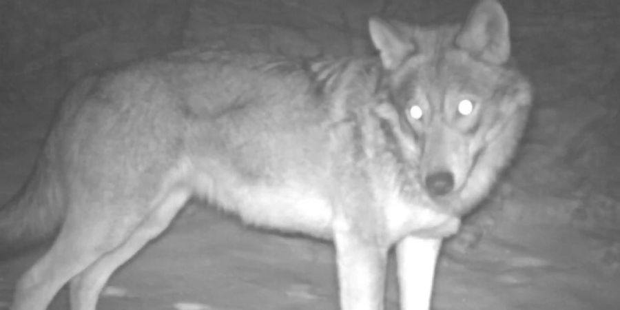 Ein Wolf, aufgenommen von einer der über 100 Fotofallen, die für ein Forschungsprojekt im Kanton Wallis installiert wurden. (© Institut für Ökologie und Evolution, Universität Bern)