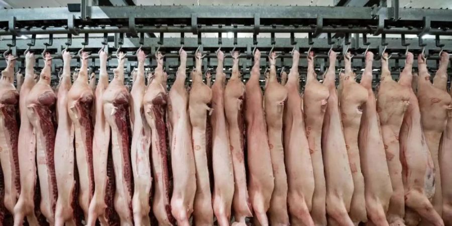 Halbierte Schweine hängen in einem Schlachthof. Die Fleischindustrie in NRW muss Beschäftigte künftig zwei Mal pro Woche testen lassen. Foto: Mohssen Assanimoghaddam/dpa
