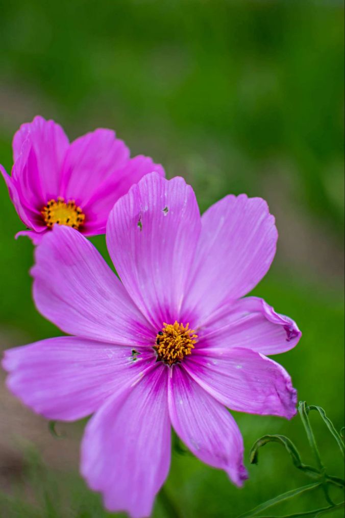 Violette Blumen in Oberkulm.