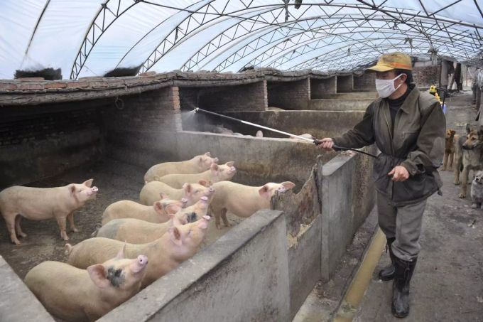 Ein chinesischer Bauer desinfisziert seine Schweine. Schweinegrippe