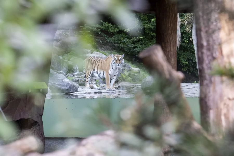 Tiger tötet Tierpflegerin im Zoo Zürich