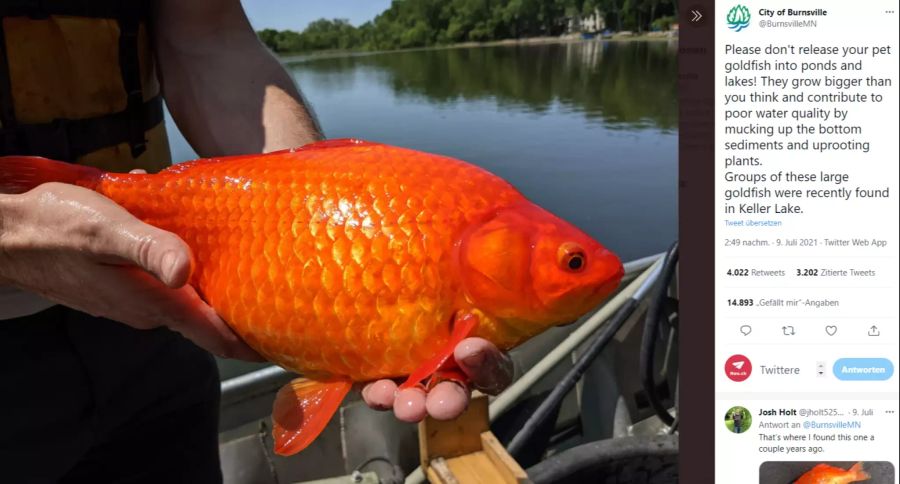 Dieser Monster-Goldfisch wurde im Keller Lake gefunden.