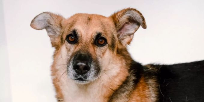 Die verschmuste Hündin Filipa ist sechs Jahre alt. Tier des Monats Tierheim Strubeli