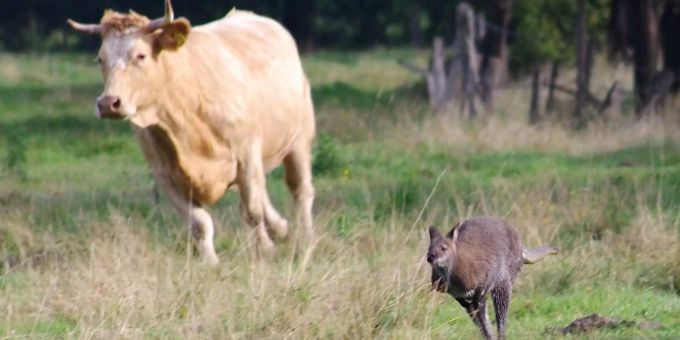 Ein entlaufenes Känguru und eine Kuh haben sich in Deutschland ein regelrechtes Rennen geliefert. Känguru Kuh Wettrennen
