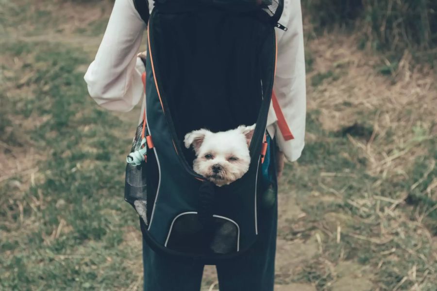 Hund in Rucksack