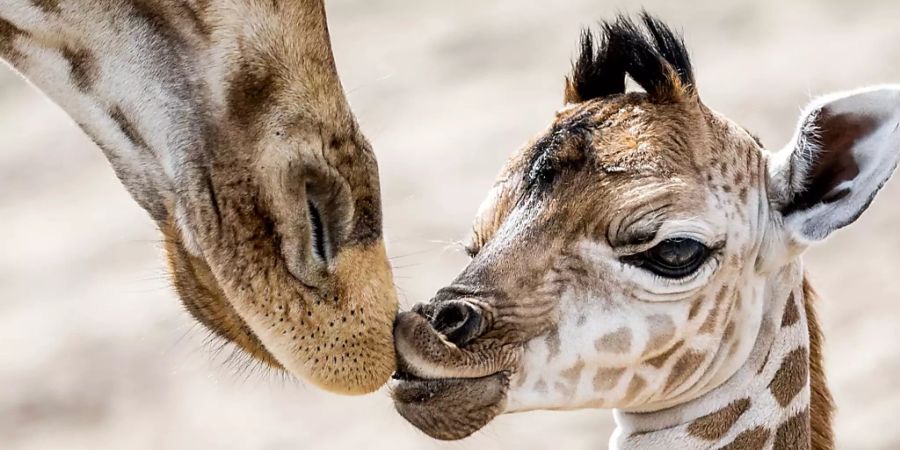 Die Sozialstruktur von Giraffen in Afrika ist neuen Erkenntnissen zufolge komplexer als bisher angenommen. (Archivbild)