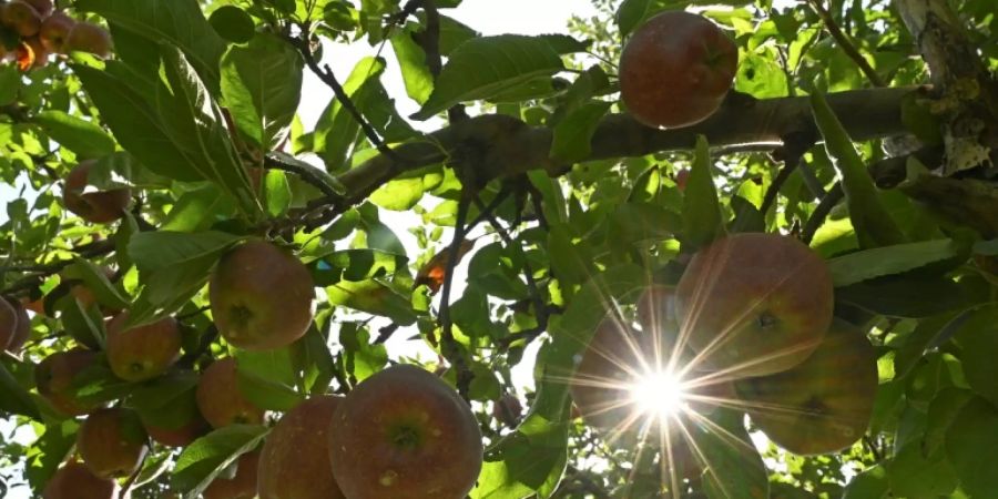 Die Fruchtsaftindustrie rechnet in diesem Jahr mit einer schwachen Ernte