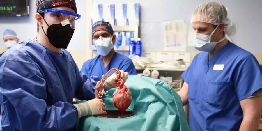 Einem Transplantationsteam in den USA ist es gelungen, einem Patienten ein genetisch modifiziertes Schweineherz einzupflanzen. Foto: Tom Jemski/University of Maryland School of Medicine/dpa