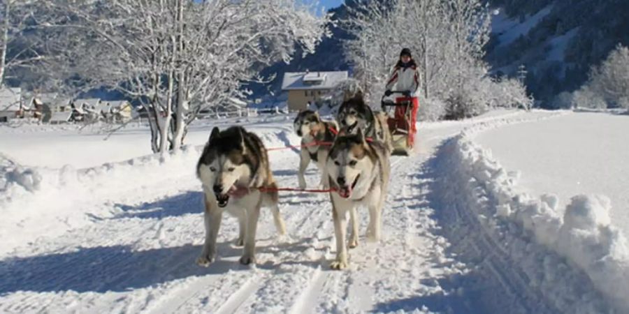 siberian husky