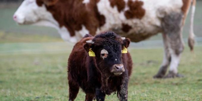 Der kleinwüchsige Stier Napoleon auf dem Gnadenhof in Bayern. Foto: Sven Hoppe/dpa Der kleinwüchsige Stier Napoleon auf dem Gnadenhof in Bayern. Foto: Sven Hoppe/dpa