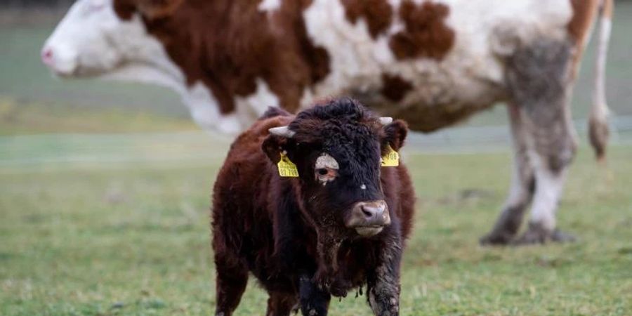 Der kleinwüchsige Stier Napoleon auf dem Gnadenhof in Bayern. Foto: Sven Hoppe/dpa