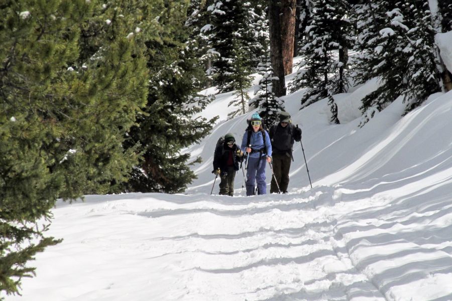 Schnee Nadelbäume Skiwanderer