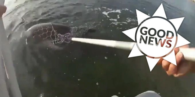 Good News - US-Polizist rettet Delfin aus Fischernetz