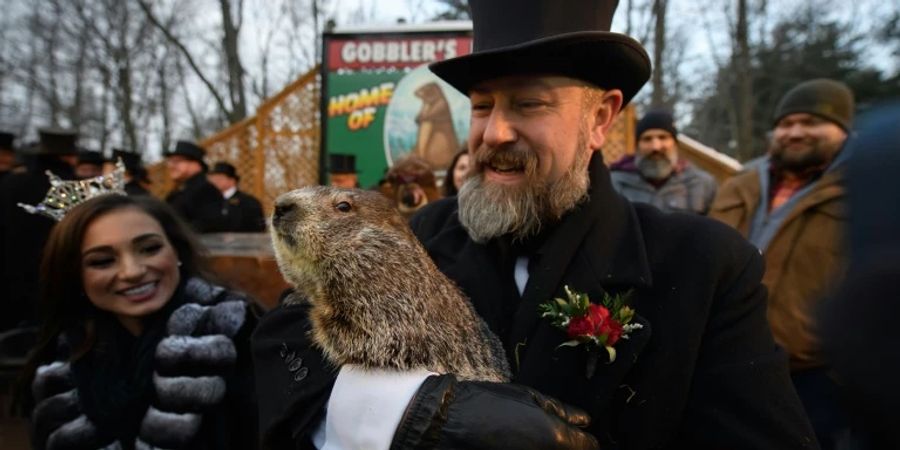 Murmeltier Punxsutawney Phil