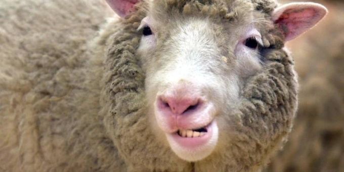 Das Klonschaf Dolly löste eine riesige Debatte aus. Foto: Curtis/epa/dpa/Archiv Das Klonschaf Dolly löste eine riesige Debatte aus. Foto: Curtis/epa/dpa/Archiv