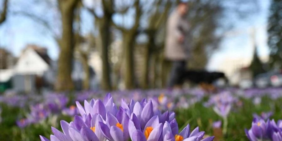 Krokusse blühen im Westend von Offenbach. Foto: Arne Dedert/dpa