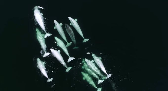 Gut zu sehen: Der Narwal lebt und isst mit den Belugas. narwal beluga