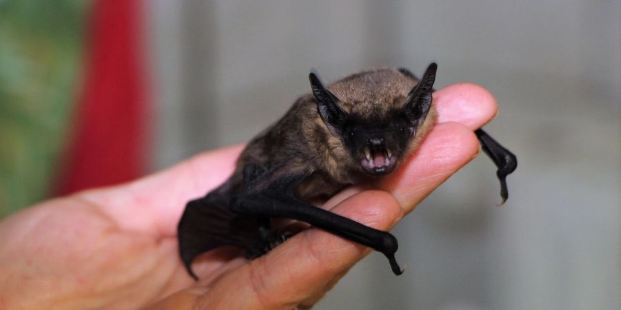 fledermaus