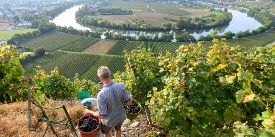 Weinberg am Neckar