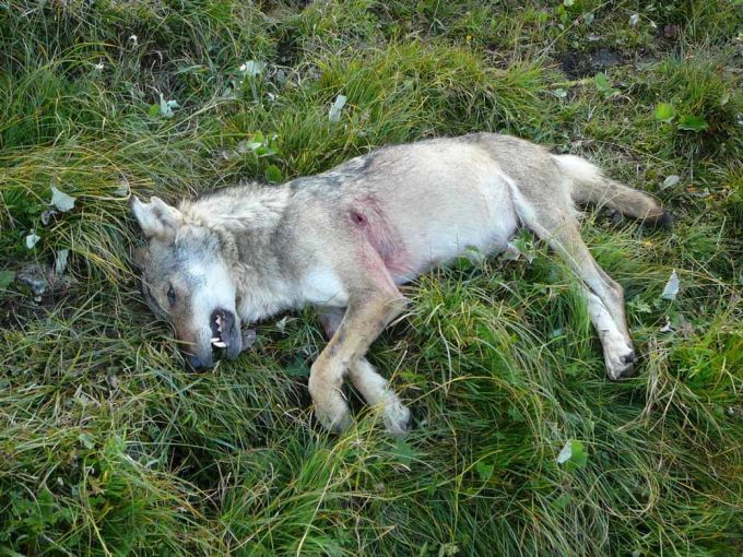 Den Versuch, Wolfspopulationen über Abschüsse zu regulieren, erachten die Wolfsschützer als fehlgeleitet. (Symbolbild) Wolf Schweiz Abschuss