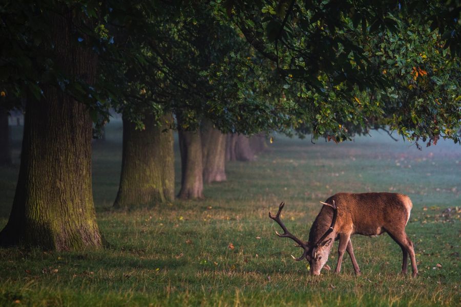 Baum gross Allee Hirsch Wild äsen