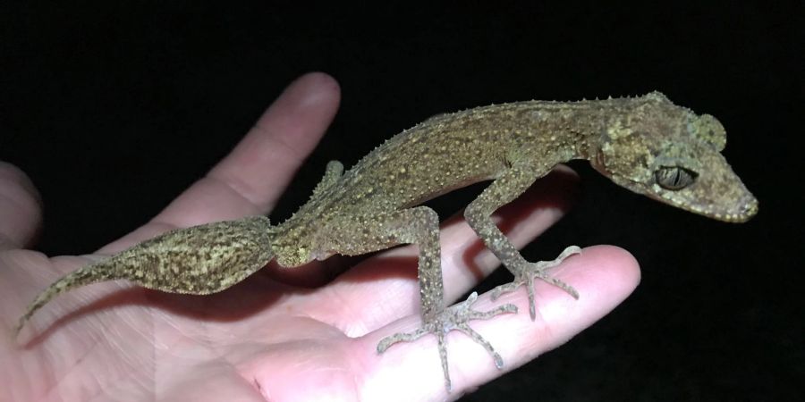 Der neu entdeckte «Scawfell Island Blattschwanzgecko» (Phyllurus fimbriatus).