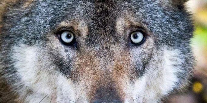 Wolfsrudel leben in der Schweiz hauptsächlich in den Bergen. (Symbolbild) wolf