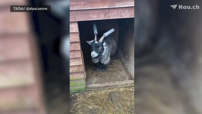 gary-the-goat-mit-rohrisolierung-aus-schaumstoff-an-den-hornern