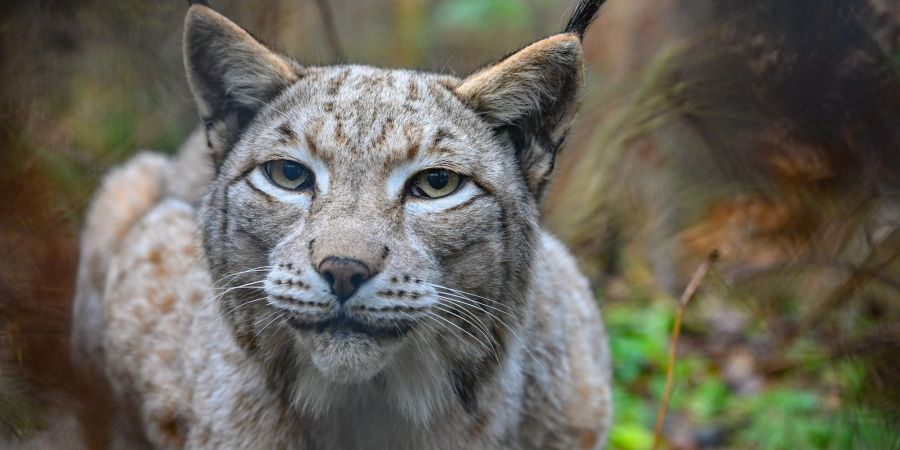 Die Auszeichnung «Luchs-Wald» soll zum Schutz der Raubtiere motivieren und die Tiere wieder nach Thüringen locken.