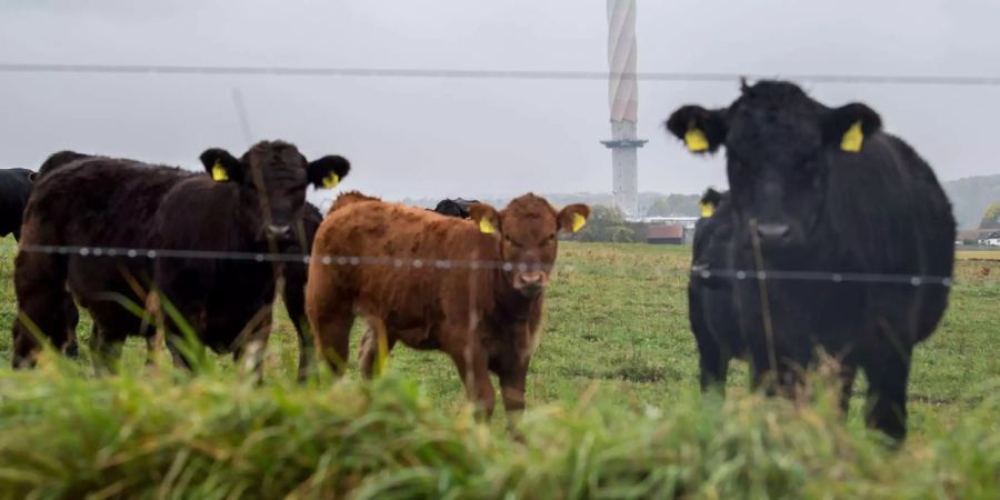 Veganer ernähren sich rein pflanzlich.