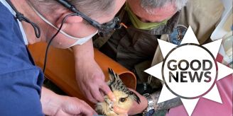 Good News - Uhu landet auf dem Zahnarzt-Stuhl – Schnabel geflickt! Good News - Uhu landet auf dem Zahnarzt-Stuhl – Schnabel geflickt!