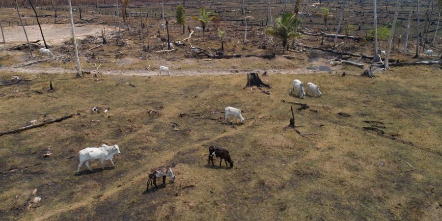 Illegale Viehzucht in Mittelamerika sorgt für grosse Probleme, zum Beispiel Umweltzerstörung.