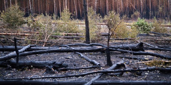 Schwarz verkohlte Baumstämme liegen auf dem Waldboden in Treuenbrietzen: Die Waldbrände in Brandenburg sind vorerst gelöscht. Schwarz verkohlte Baumstämme liegen auf dem Waldboden in Treuenbrietzen: Die Waldbrände in Brandenburg sind vorerst gelöscht.