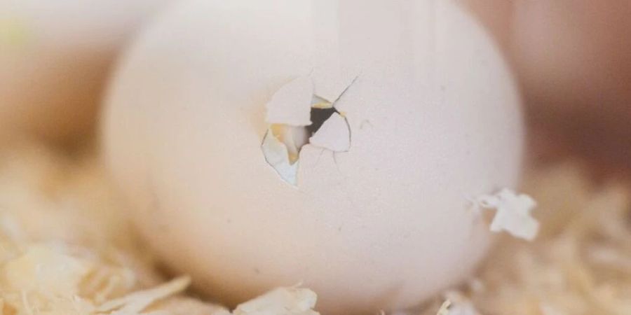 Läuft alles wie geplant, wird das Geschlecht künftig vor dem Schlüpfen bestimmt. (Archivbild)