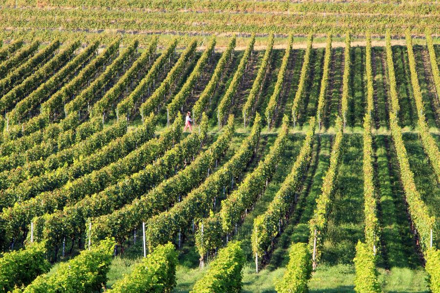 Wein Weinstöcke Reben Berg Sonne Pflanzung