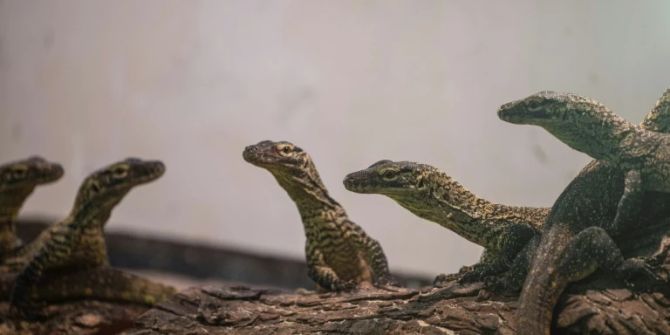 Komodowaran-Nachwuchs