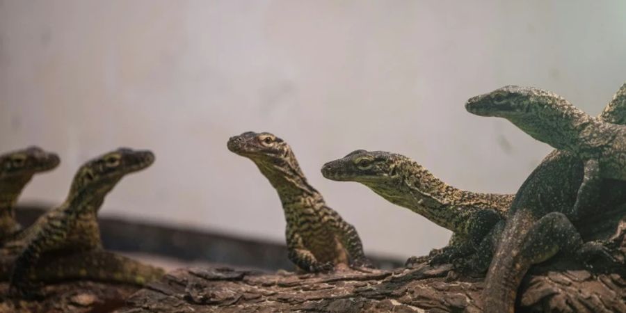 Komodowaran-Nachwuchs