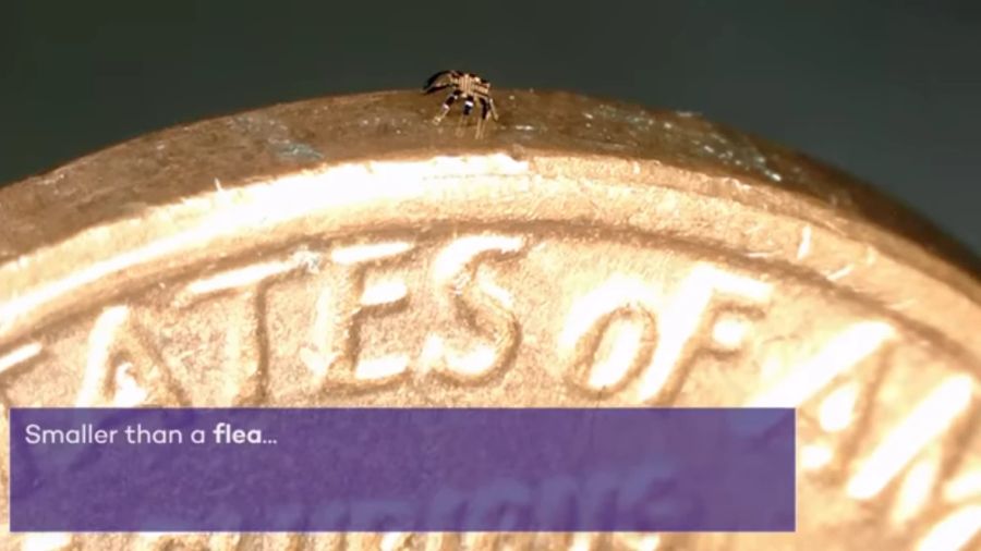 tiny robotic crab