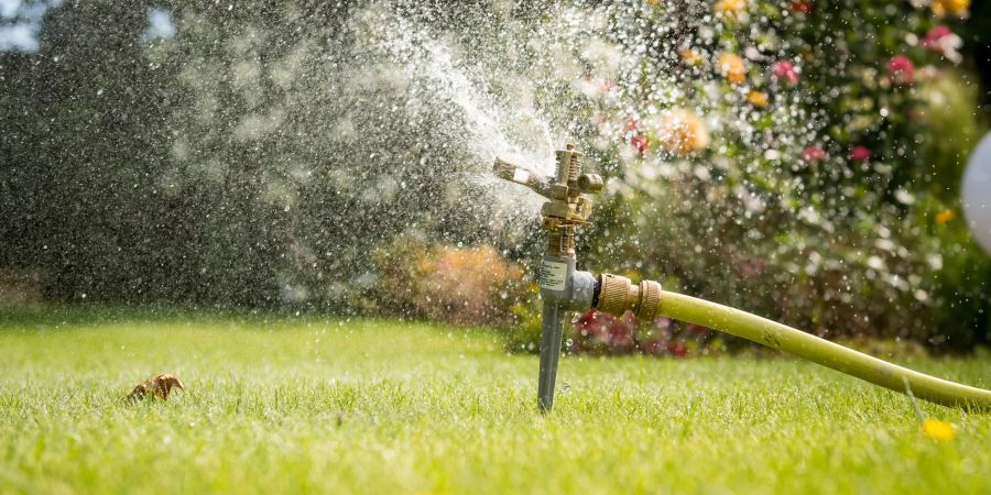 Den Rasensprenger seltener und dosierter anzustellen, das spart nicht nur Wasser, sondern kommt sogar den Gräsern zugute.